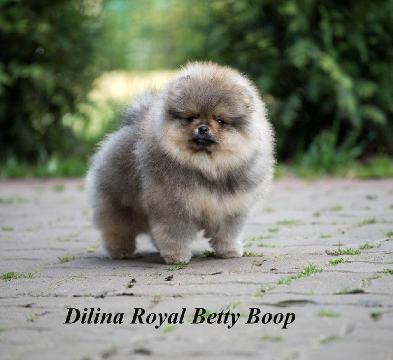 dilina royal Betty boop